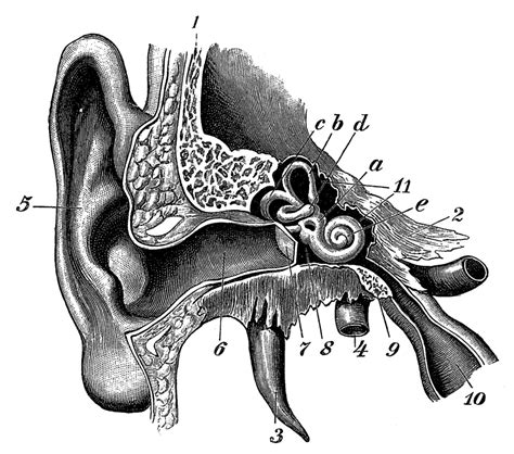 Ear Anatomy Poster Print By Science Source Item Varscibs4935
