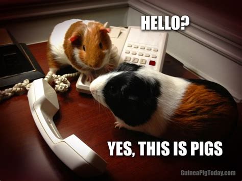 131 Best Guinea Pig Memes And Humor Images On Pinterest Guinea Pigs