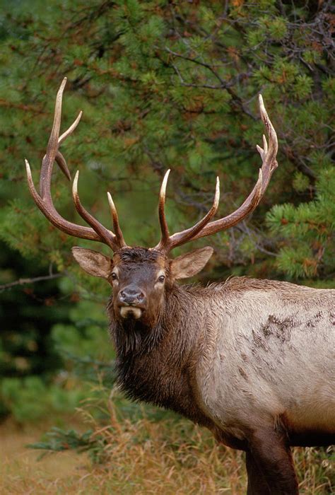 Rocky Mountain Elk Cervus Canadensis Photograph By John Barger Pixels