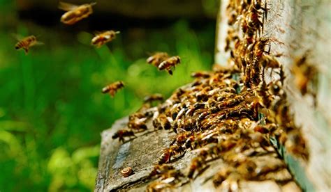 Pest ex have been providing fast, innovative and safe termite and. Offices | Ex Pest And Termite Control