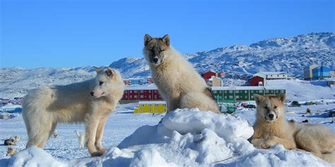 Are There Dogs In Greenland