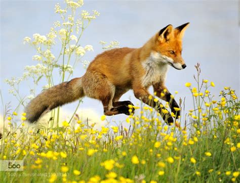 Flying Fox Pet Fox Animals Beautiful Fox