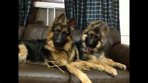 Why buy a german shepherd dog puppy for sale if you can adopt and save a life? Benny and Dojo, King Long Haired German Shepherd puppies ...
