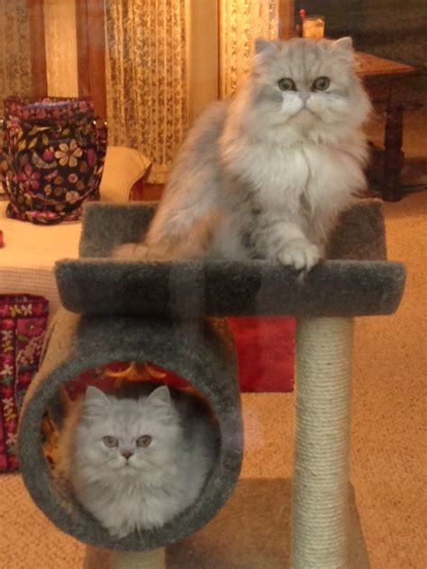 If interested in getting one like these visit our website at: Doll Face Persian Kittens Reviews - Zimmerman ...