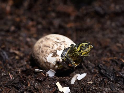 ¿Cómo incubar huevos de tortuga? - Mis Animales