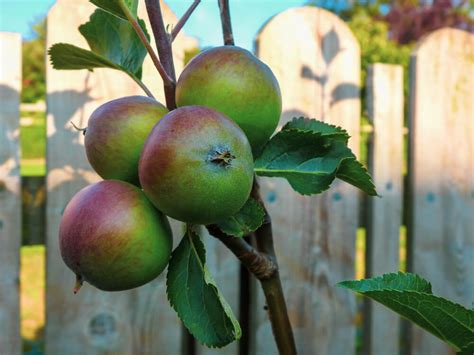Sezona jabolk: posegajmo po lokalnem sadju! - Eko Dežela