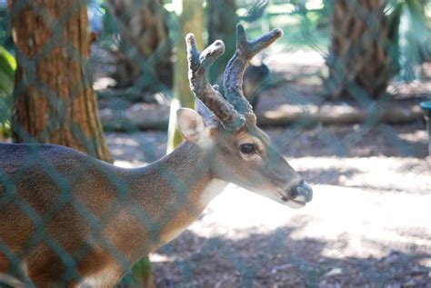 Florida White Tailed Deer At Busch Wildlife Sanctuary 141013 Zoochat