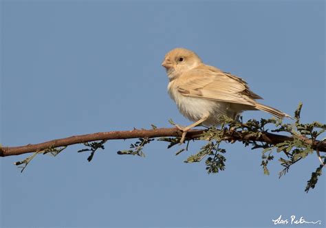 Desert Sparrow Western Sahara Bird Images From Foreign Trips