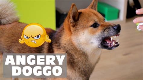Angery Doggo Human Annoys Yuki Youtube