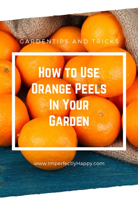 6 Tips How To Use Orange Peels For A Better Garden Amazing Gardens