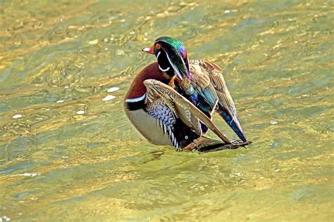 Male Wood Duck Showing Off His Colorful Feathers Photograph By