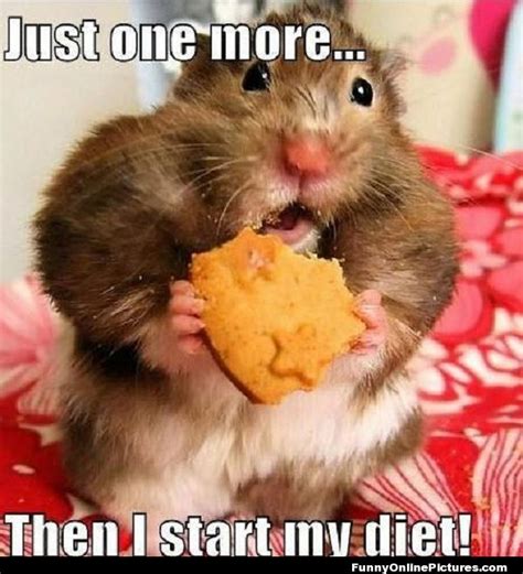 Funny Hamster Memes The Best Hamster Memes Online Funny Hamsters