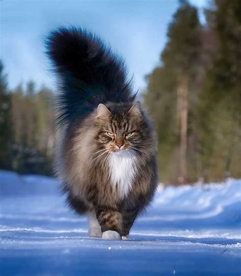 Norwegian Forest Cat Price How Do You Price A Switches