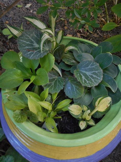 Love Growing Hosta In Containers In Hostas Are Wonderful In Containers