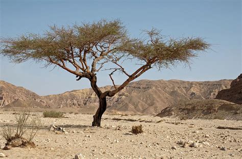 Acacia Tree In The Sinai Desert Egypt Photograph By Robert Shard