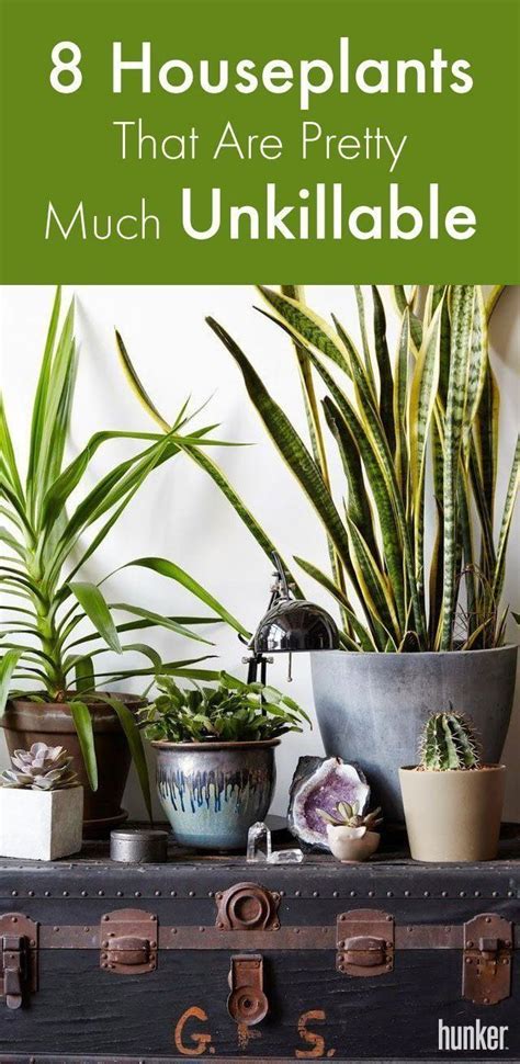 These 8 Houseplants Are Pretty Much Unkillable Hunker Plants