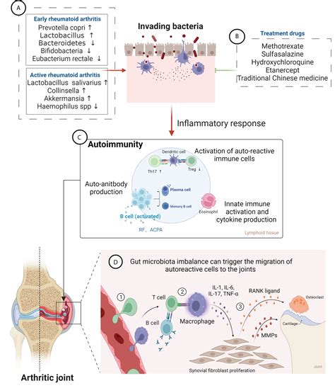 Frontiers Gut Microbiota And Rheumatoid Arthritis From Pathogenesis