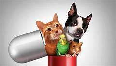 The Pharmacy That Cares For Your Pets Target Pharmacy Greensboro Ncs Pet Medications