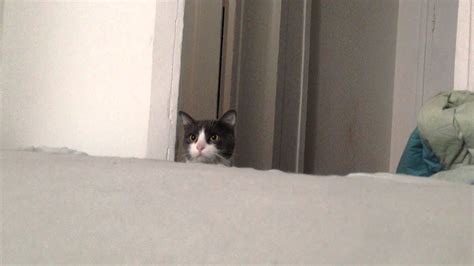 Funny Cat Video The Cutest Cat Peek A Boo Youtube