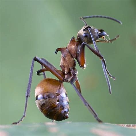 Tratar una piel con un proceso de curtido, te asegura la obtención de un pedazo de cuero flexible que puede usarse para hacer zapatos y prendas de vestir o colgarse en la pared. Fotos de especies raras en vías de extinción - Rincón ...
