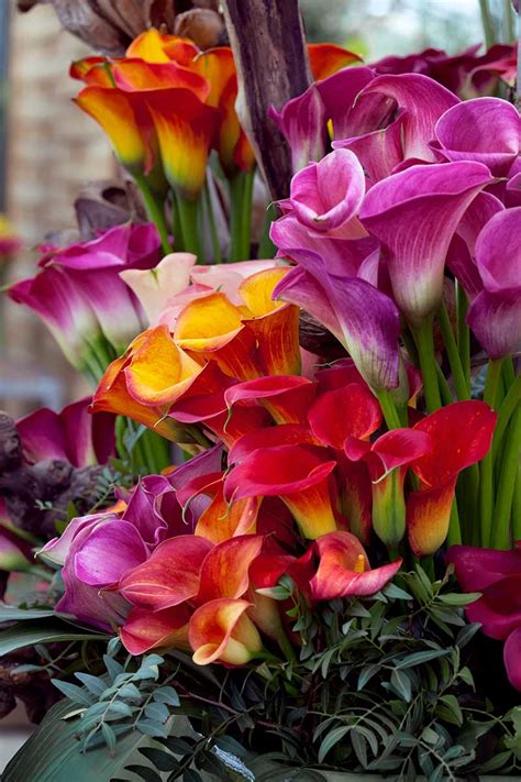How To Grow And Care For Calla Lilies Gardeners Path