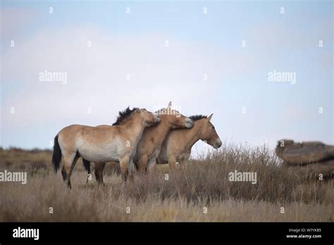 Three Wild Przewalski Takhi Horse Equus Ferus Przewalskii Stallions