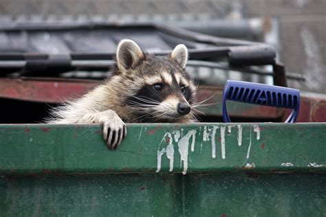 How To Raccoon Proof Your Garbage Cans Terminix