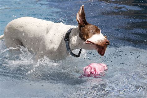 Natural Treatment Of Swimmers Ear Otitis Externa In Dogs