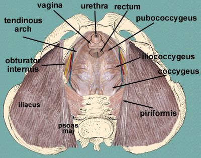 The true pelvis, or lesser pelvis, lies below the pelvic brim (figure 1). IC ACTION - Nurture Your Pelvis: Pelvic Floor 101 Class 3 ...