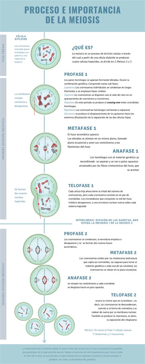 Infografia Explicando El Proceso E Importancia De La Meiosis ¿quÉ Es