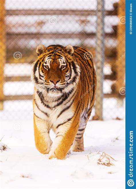 Male Siberian Tiger Panthera Tigris Tigris Large Caged Individual Stock