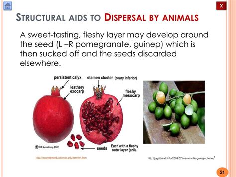Ppt Fruit And Seed Dispersal Powerpoint Presentation Free Download