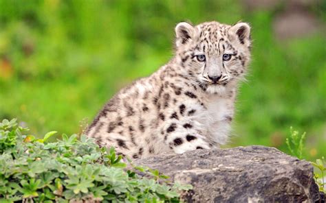 Snow Leopard Cubs Wallpapers Top Free Snow Leopard Cubs Backgrounds