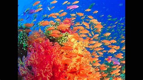 Marine Life Wallpapers Top Free Marine Life Backgrounds Wallpaperaccess
