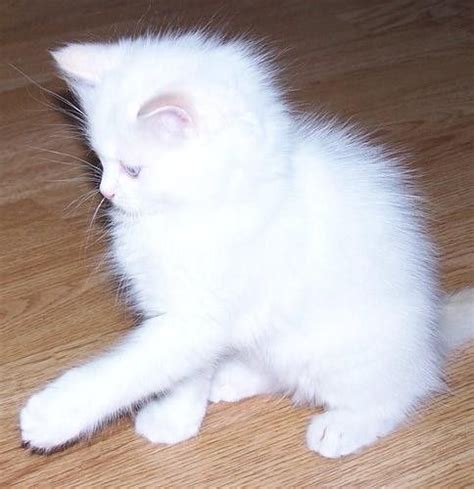 Use the nationwide database of cats looking for good homes below! white fluffy kittens