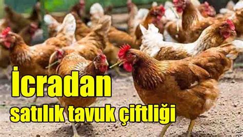 İcradan satılık tavuk çiftliği Gölcük Vizyon Gazetesi
