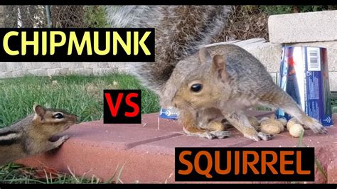 Squirrel Vs Chipmunk Battle For Nuts청설모 Vs 다람쥐 넛츠 쟁탈전 Youtube