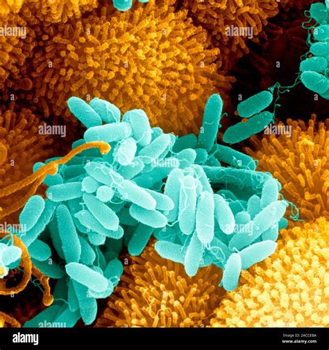 Pseudomonas Aeruginosa Bacteria Coloured Scanning Electron Micrograph