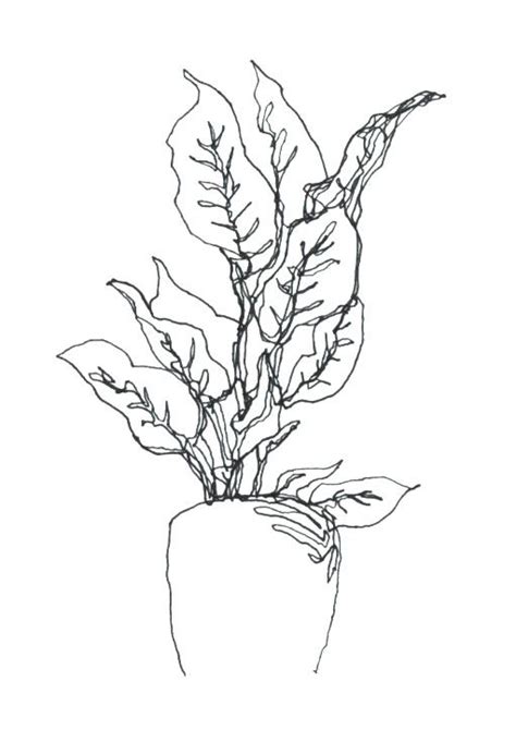 Continuous Line Plant Flower Line Drawings Contour