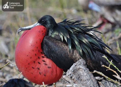 Birds from all over the world! How Great frigate birds sleep while they fly