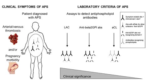 Antiphospholipid Syndrome Synapse