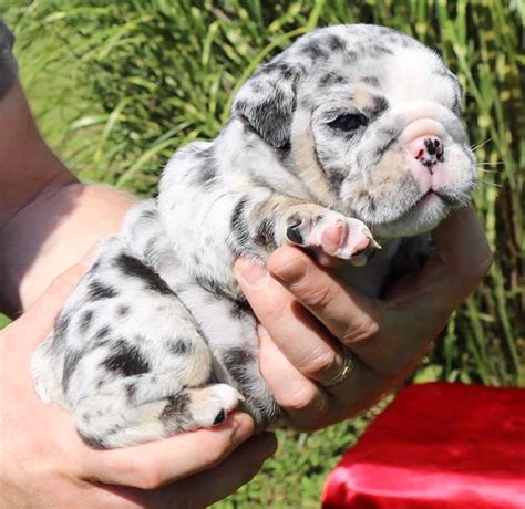English Bulldog Puppies For Sale — Merle English Bulldog Puppies For