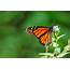 The Monarch Butterflies Are Threatened  Nature And Wildlife Discovery