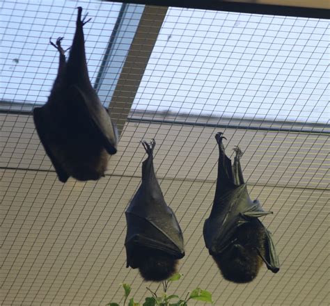 Flying Foxes Zoochat