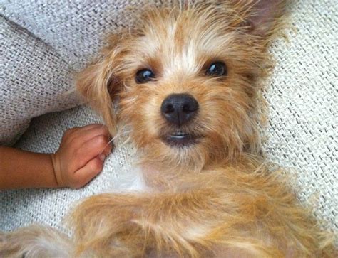 Adopt Buster Adorable Yorkie Mix Pet Pros Services