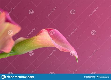 Calla Lilies Close Up Macro Flower Photography Pink Calla Flowers