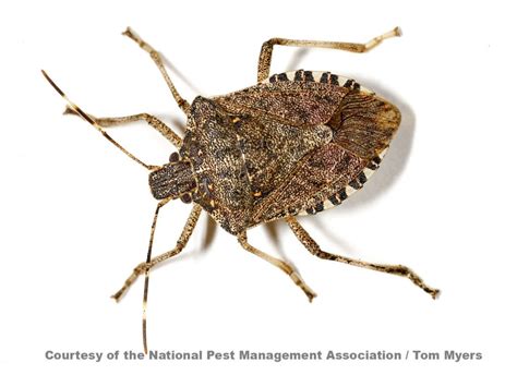 Different Types Of Stink Bugs Found In South Carolina Nature Blog Network