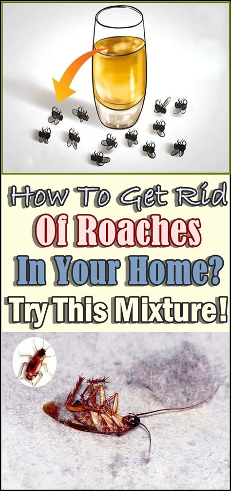 How To Get Rid Of Roaches With An Exterminator