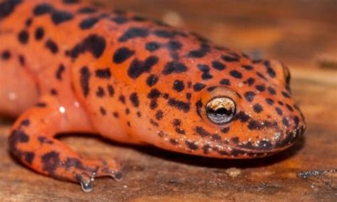 Northern Red Salamander