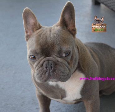 French bulldog breeder is located in richmond, virginia and we can also organize interstate domestic shipping. Best French Bulldogs Breeders by reviews in USA